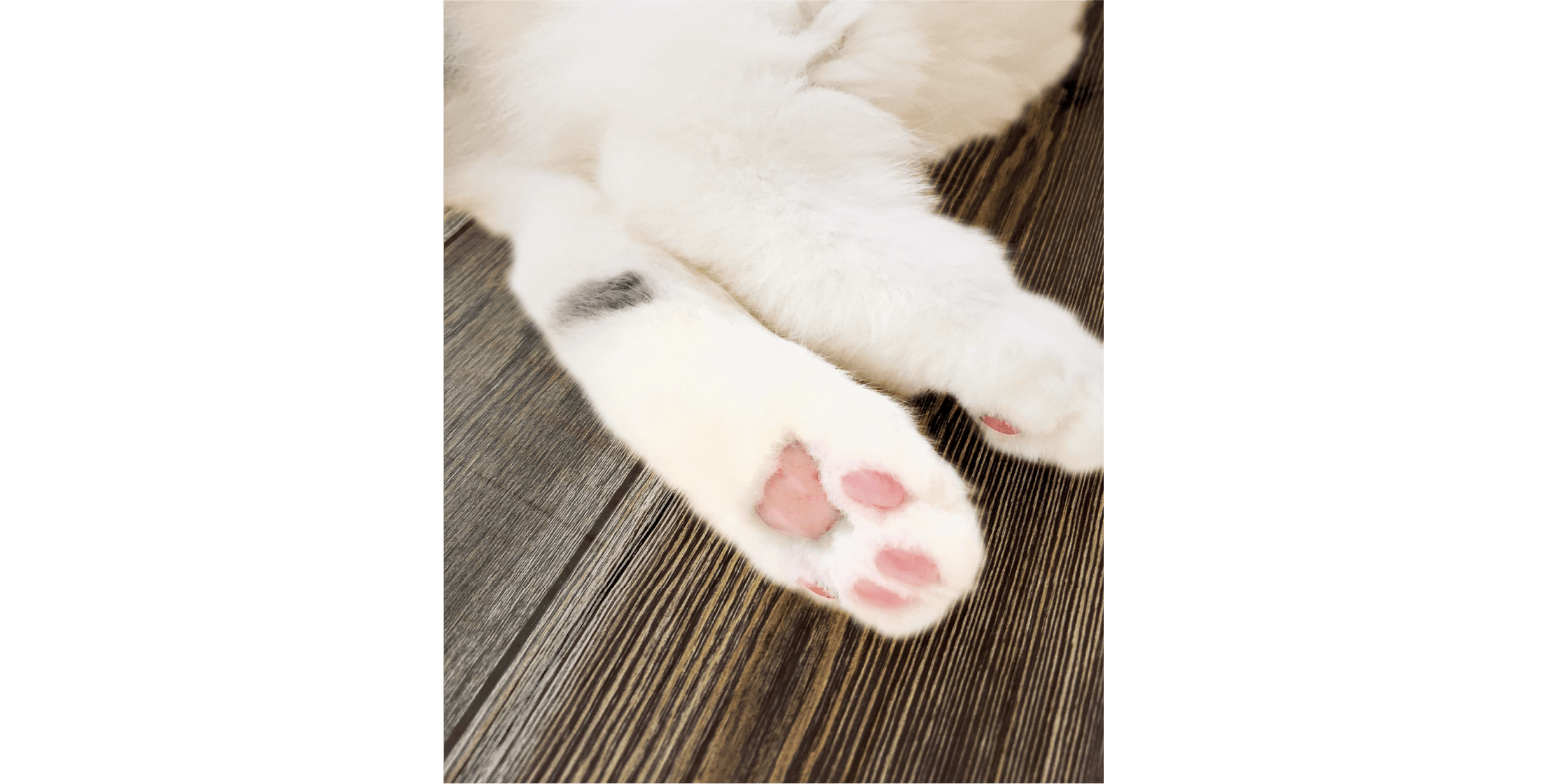 浮造りフローリングと猫